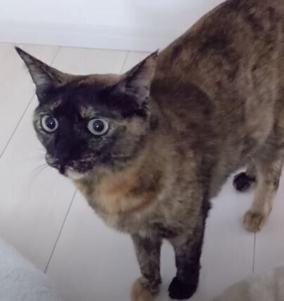 ねこ　モモちゃん