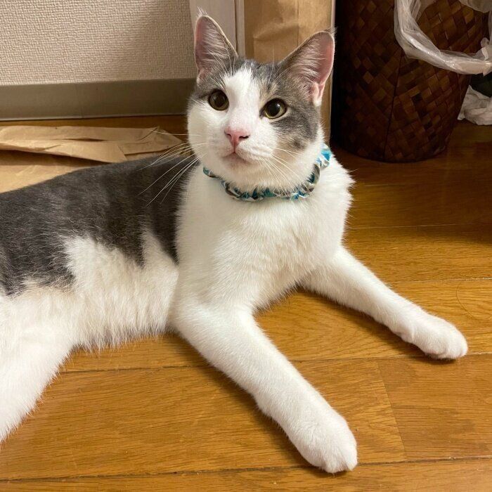 床に寝そべるトトくん