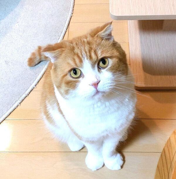 見つめるまーるくん