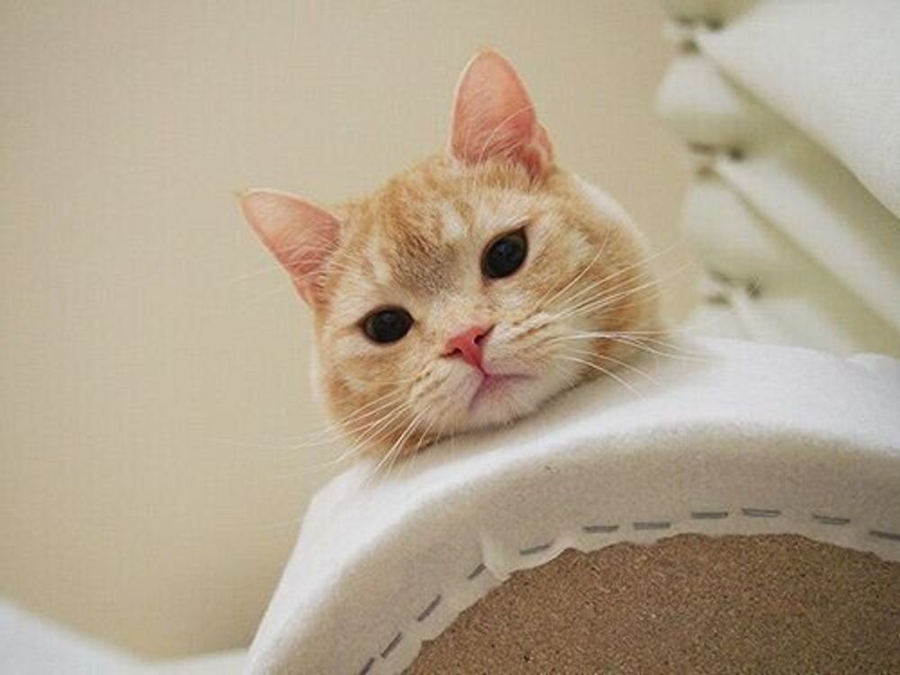 うちの猫のチャームポイント 可愛い目尻 に注目してみた 連載 マンチカンのぷーちゃん 191 ねこのきもちweb Magazine うちの猫のチャームポイント 可愛い目尻 に注目してみた 連載 マンチカンのぷーちゃん 191 ねこのきもちweb Magazine