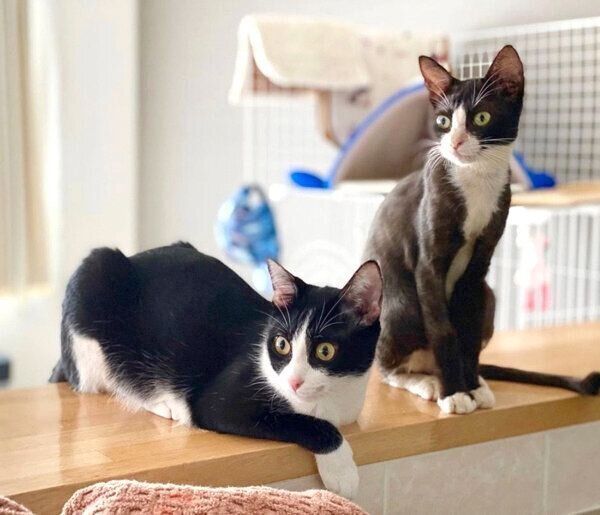 横顔がそっくりなラッキーくんとちゅらちゃん