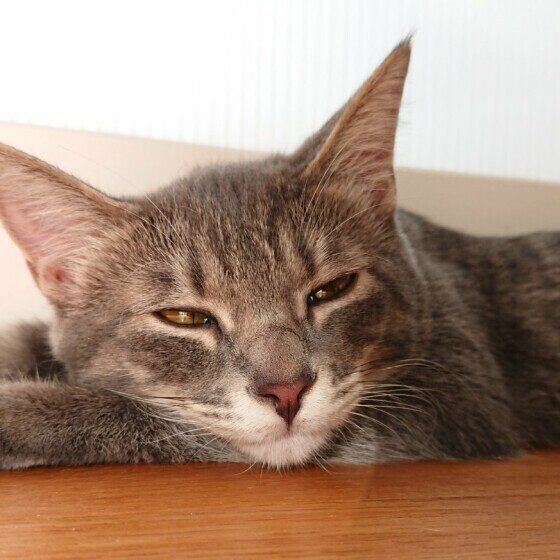眠そうなMix猫