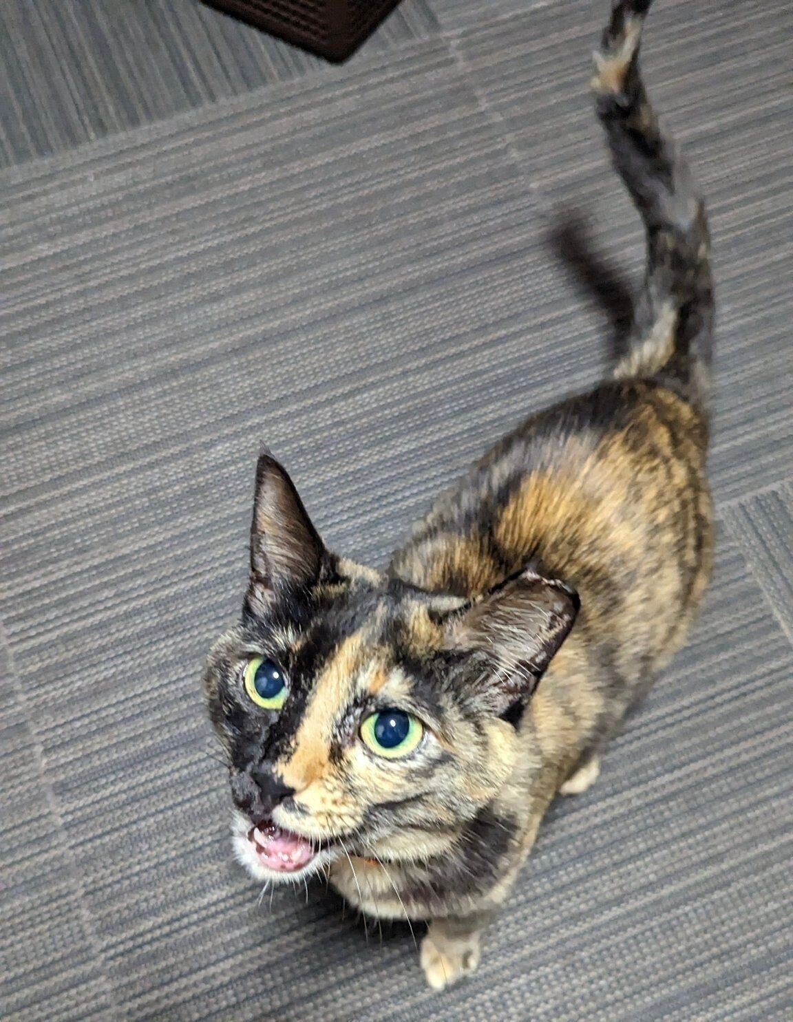 どこへ行くにも、飼い主さんのあとをついてくるというめいめいちゃん。洗濯物を取り込むときも駆け寄ってきて、畳み終わるまで隣に。飼い主さんは「家事のお手伝いをしているつもりなのかも」と話しています。