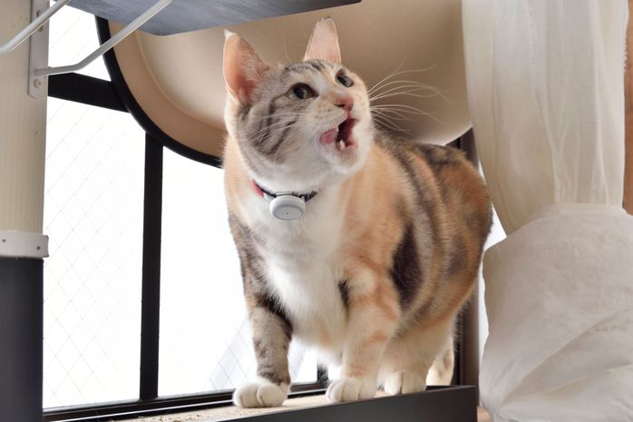 室内を歩く猫