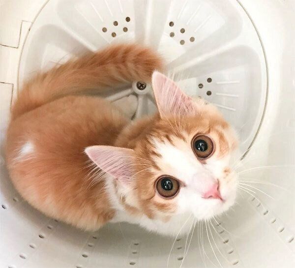 見つめるのぶおちゃん