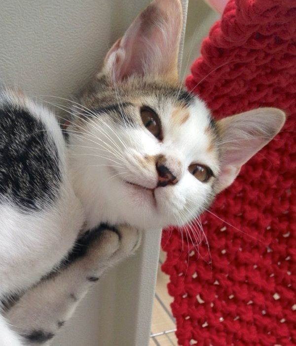 子猫時代のサクラちゃん