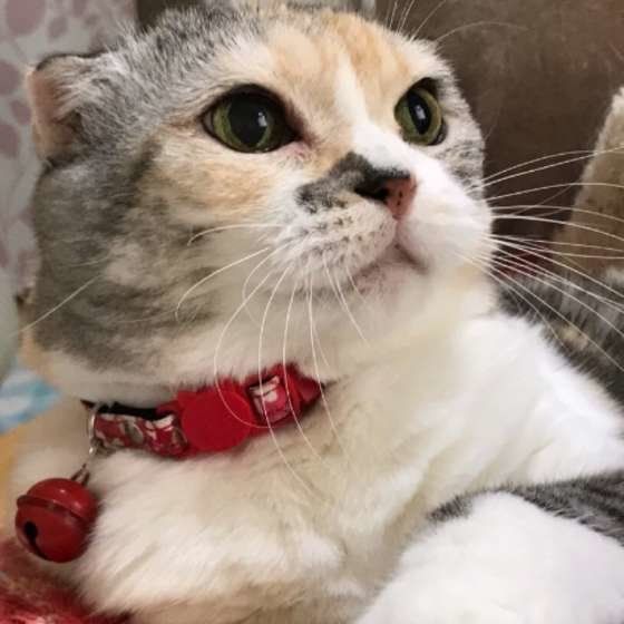 15才のスコティッシュフォールドのイブちゃん