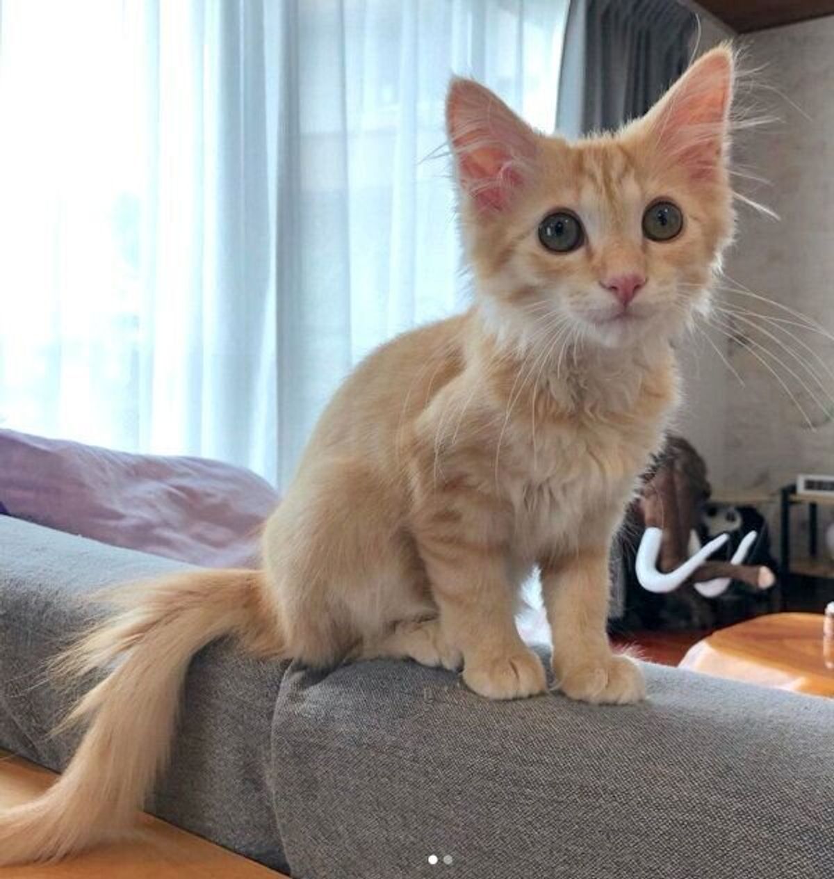 職場の床下から5匹の子猫を保護した猫アレルギーの女性 里親を探し 残った1匹と家族に 現在の猫との暮らしを聞いた ねこのきもちweb Magazine 職場の床下から5匹の子猫を保護した猫アレルギーの女性 里親を探し 残った1匹と家族に 現在の猫との暮らしを聞いた ねこのきもちweb Magazine