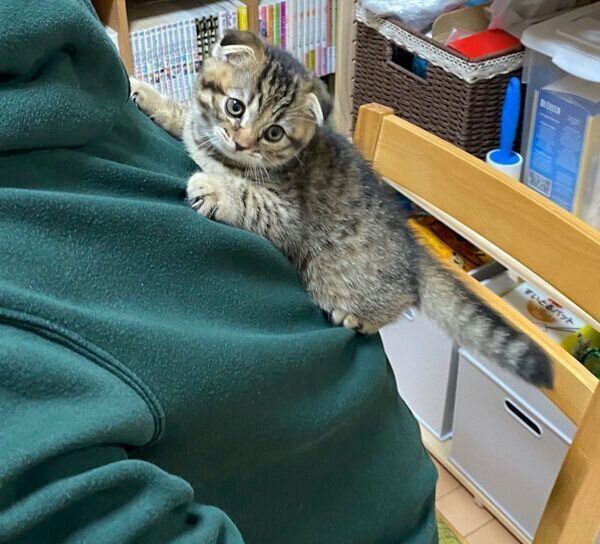 飼い主さんの背中によじ登るまつたけちゃん