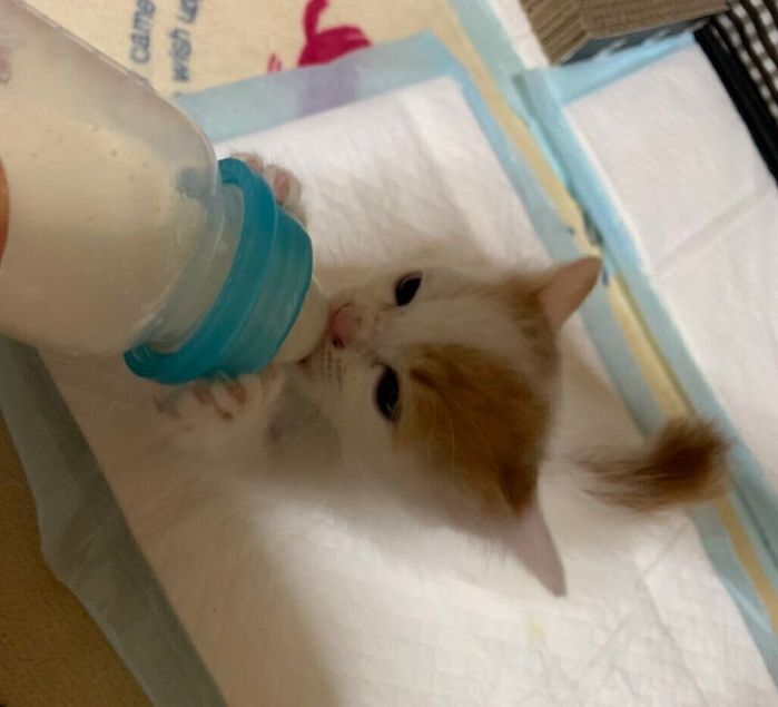 ミルクを飲む小太郎くん
