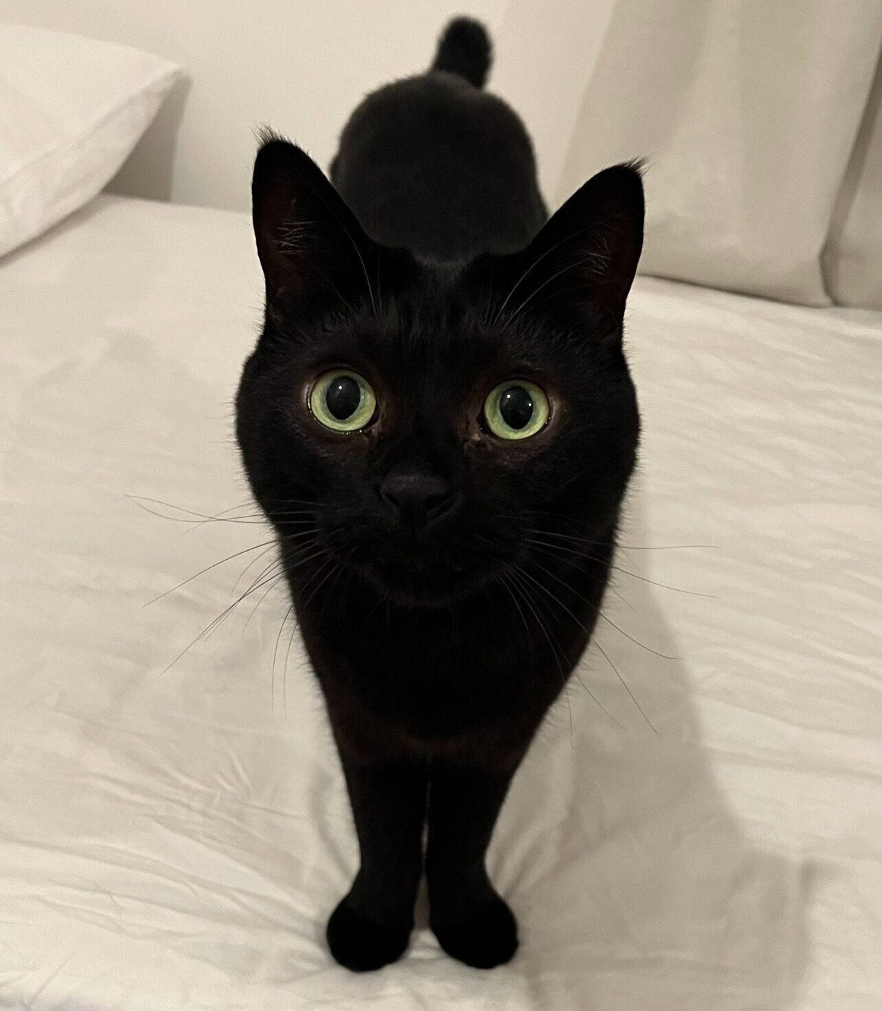 見つめるクロタくん