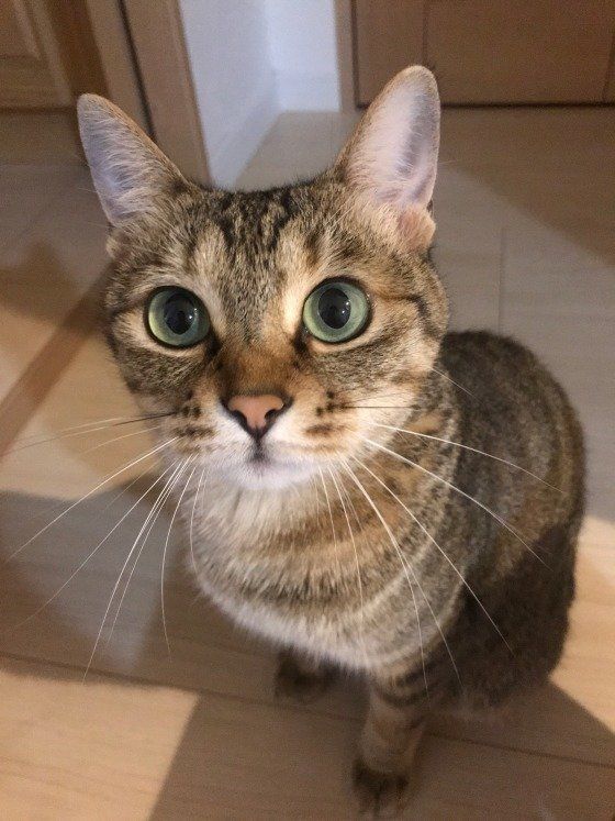 見つめてくるキジトラ