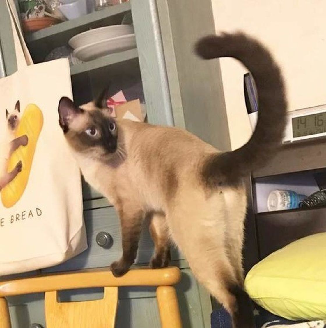 なにを伝えたいのかな 猫の気持ちはしっぽの動きでわかる ねこのきもちweb Magazine なにを伝えたいのかな 猫の気持ちはしっぽの動きでわかる ねこのきもちweb Magazine