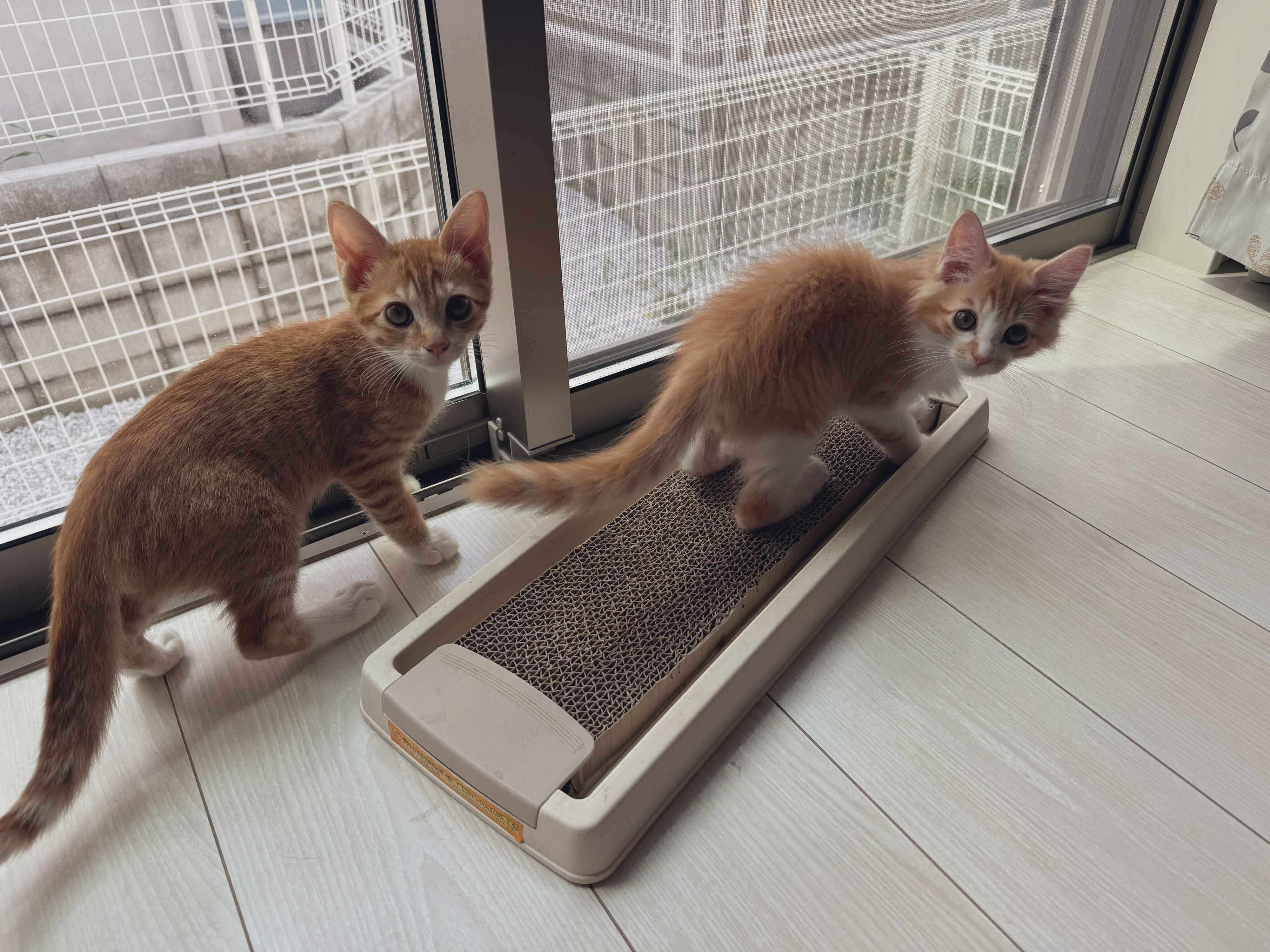 振り向く子猫時代の2匹　キュルキュルの瞳がかわいい