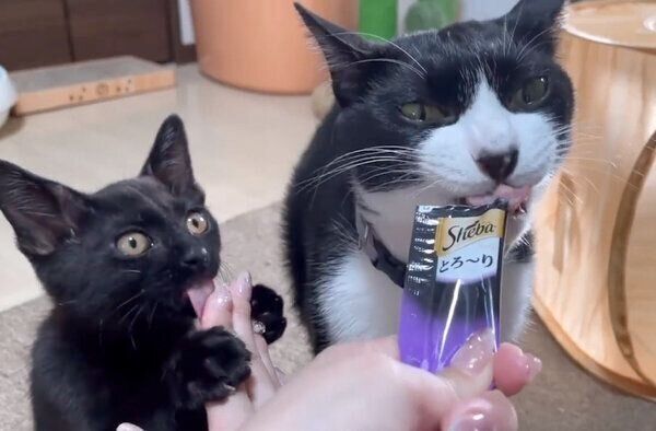 おやつをなめるいよりさんと、飼い主さんの指をなめるふうちゃん