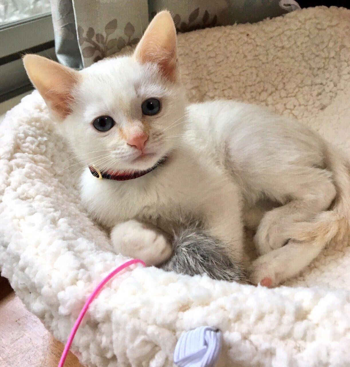 子猫時代の白玉ちゃん