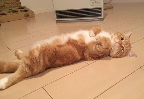 ぬくぬくニャンコ