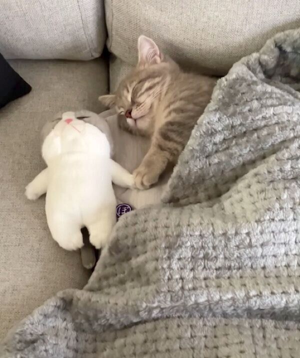 ぬいぐるみと一緒に眠るししゃもくん