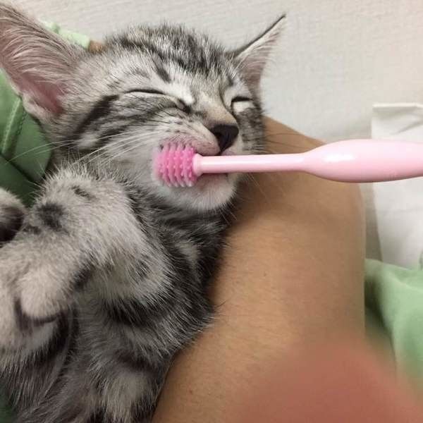 歯磨きをされる猫