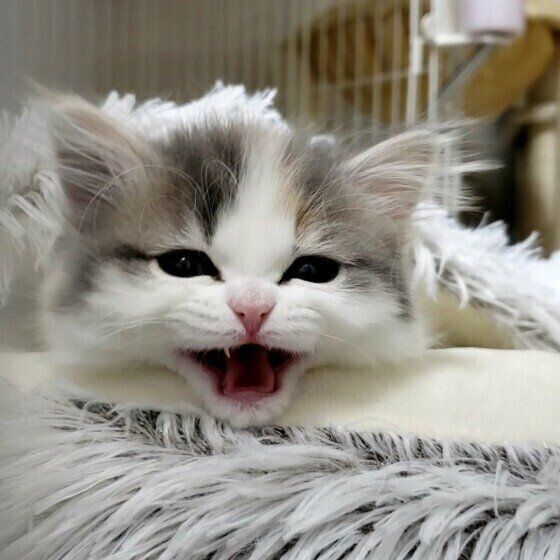 がおー！スイッチオンのミヌエット・ラテちゃん