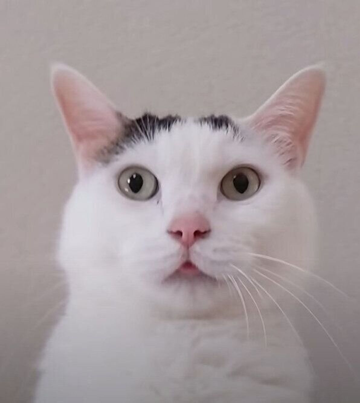 舌を出したままでも話すのをやめない おしゃべり上手な猫 ねこのきもちweb Magazine 舌を出したままでも話すのをやめない おしゃべり上手な猫 ねこのきもちweb Magazine