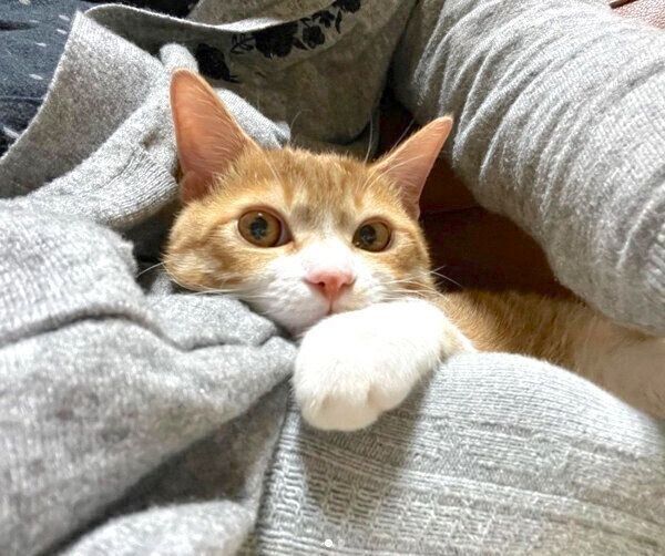 くつろぐチャーちゃん