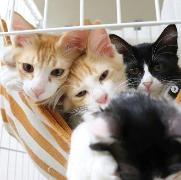 突然出会った4匹の子猫