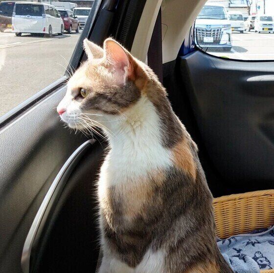 真夏の猫の通院 移動は熱中症に注意 キャリーケースにしておきたい工夫 ねこのきもちweb Magazine