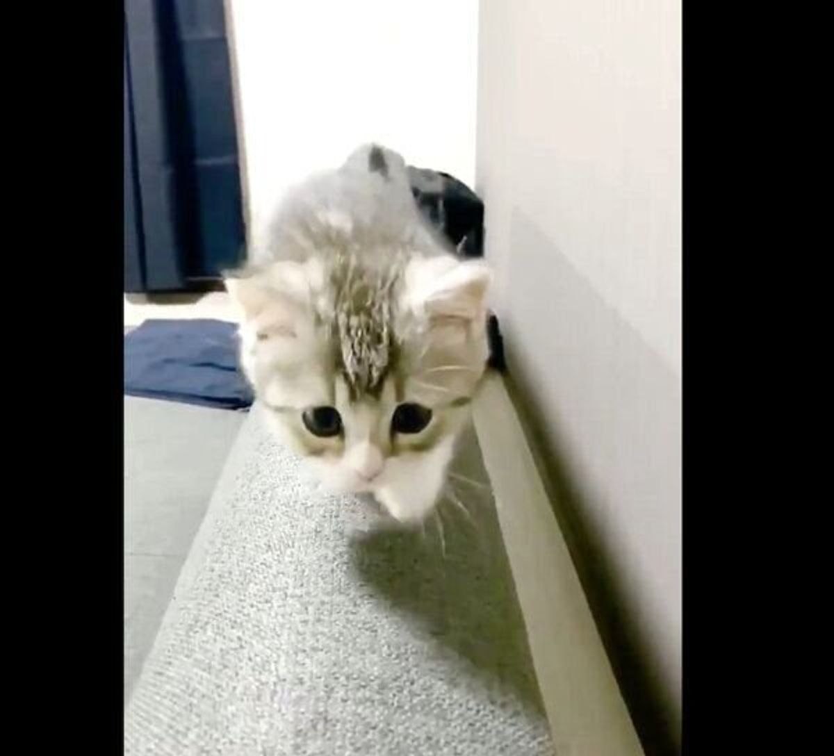 ソファに初めて登れた子猫 嬉しさのあまり見せた意外な行動 ねこのきもちweb Magazine