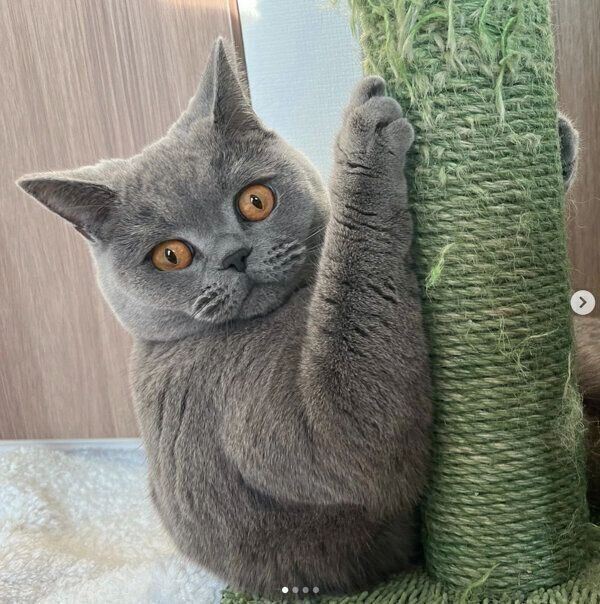 ムキムキなトロくん