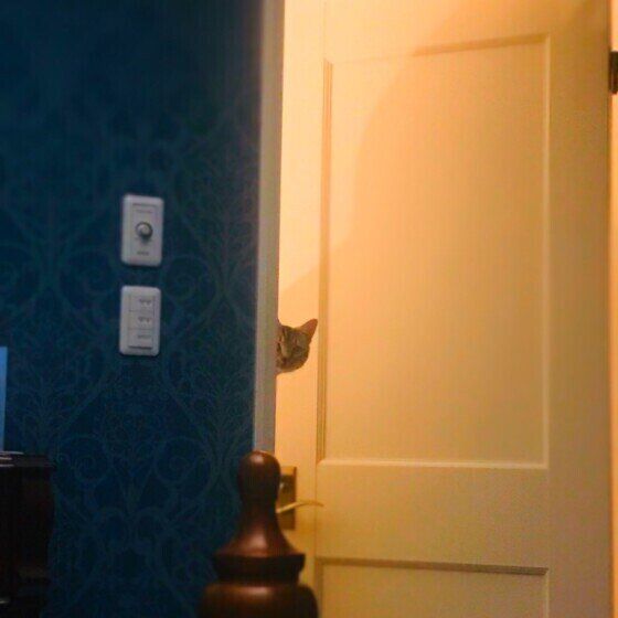 心配そうに見つめる猫（マンチカン、オス）