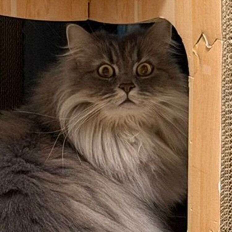 話題になったレムくんの表情