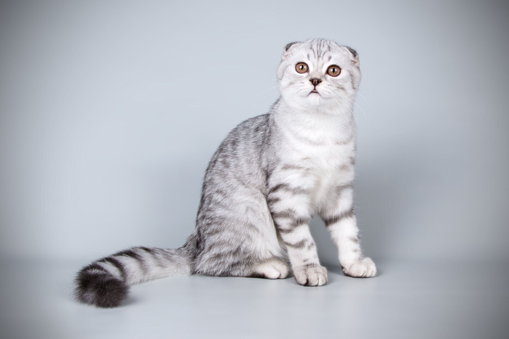 photo by Volchanskiy/gettyimages