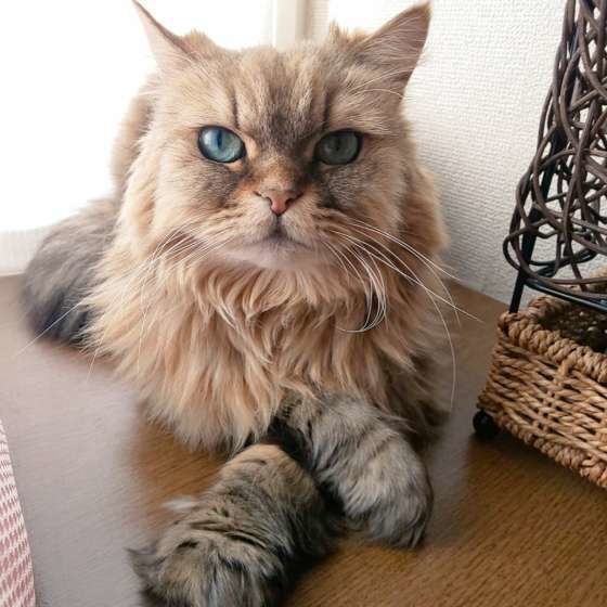 ペルシャ きららちゃん