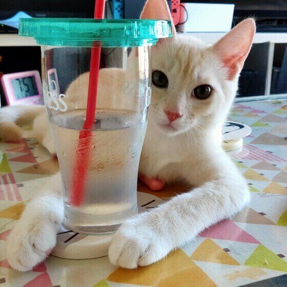 茶トラ猫のホタテんちゃん