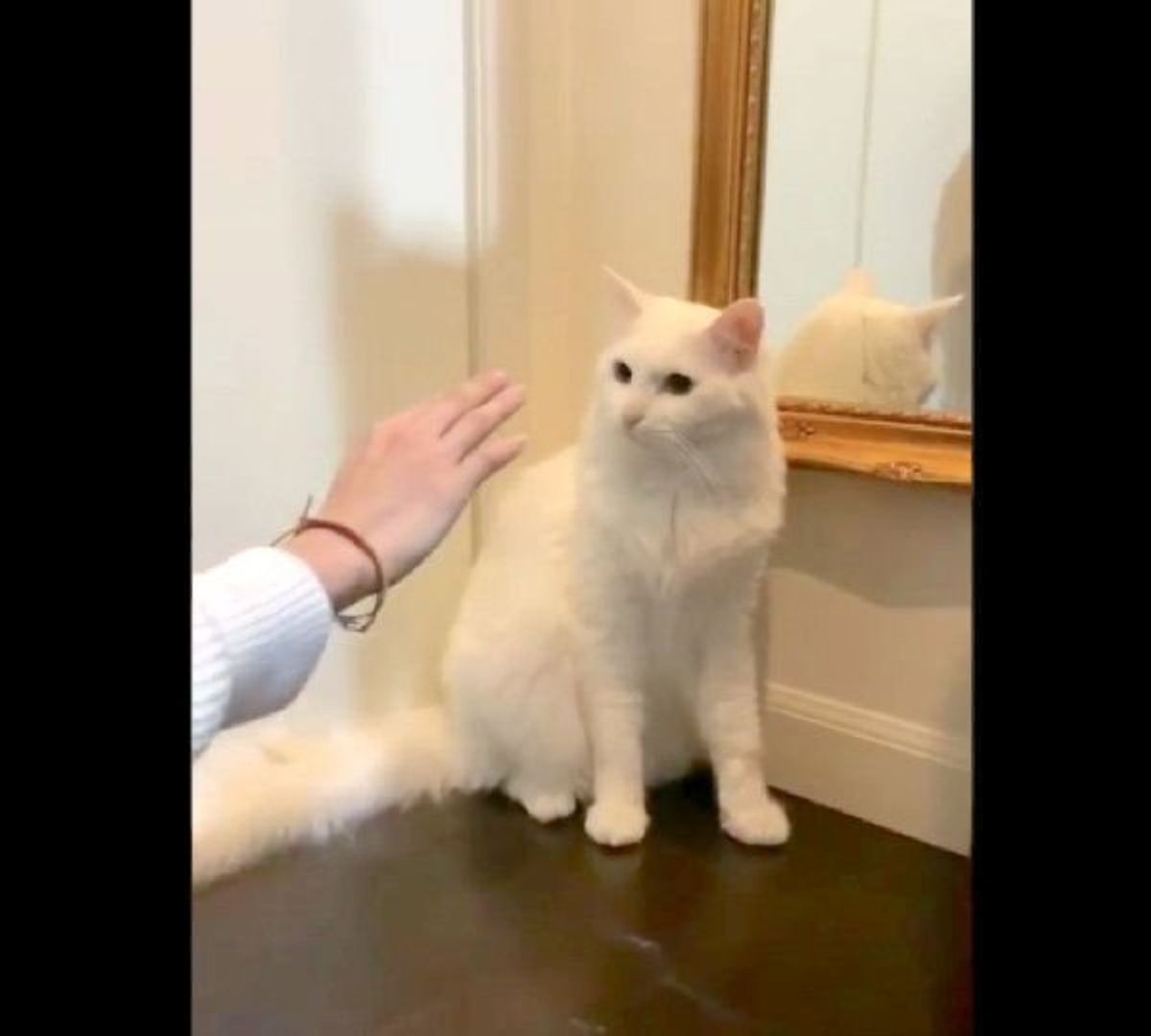 お触りng 想像以上に丁重 飼い主さんが触るのを阻止する猫の行動が話題に ねこのきもちweb Magazine お触りng 想像以上に丁重 飼い主さんが触るのを阻止する猫の行動が話題に ねこのきもちweb Magazine