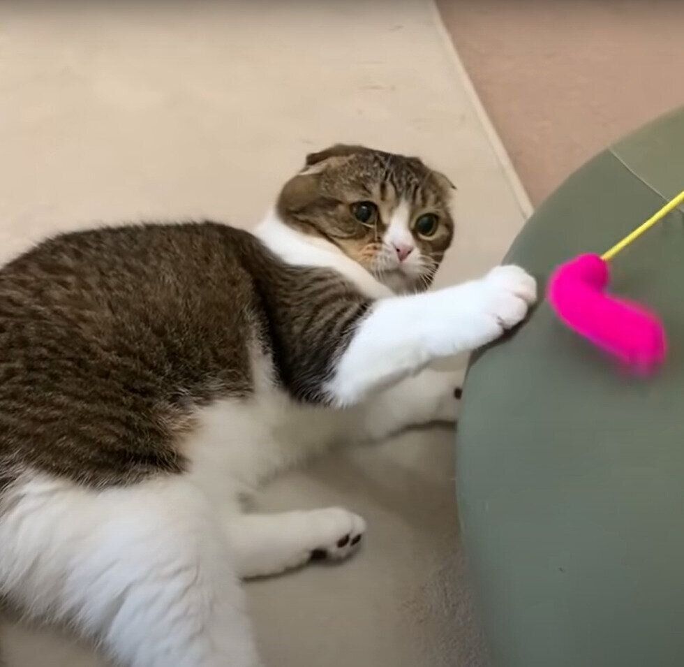 猫じゃらしで遊ぶ猫