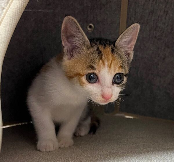 見つめるすずちゃん