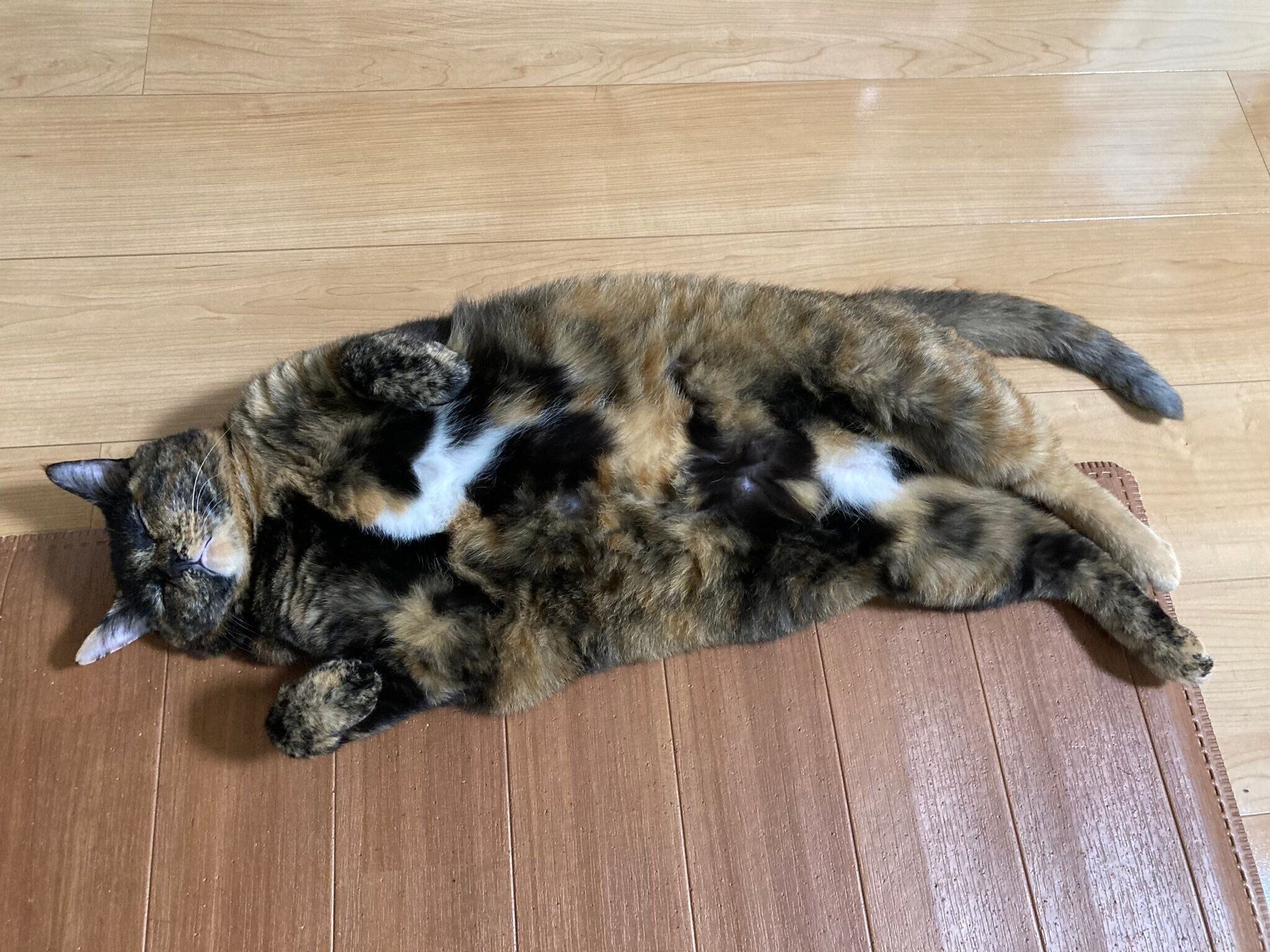 ヘソ天するきゅーちゃん