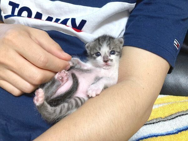 くつろぐししゃもちゃん