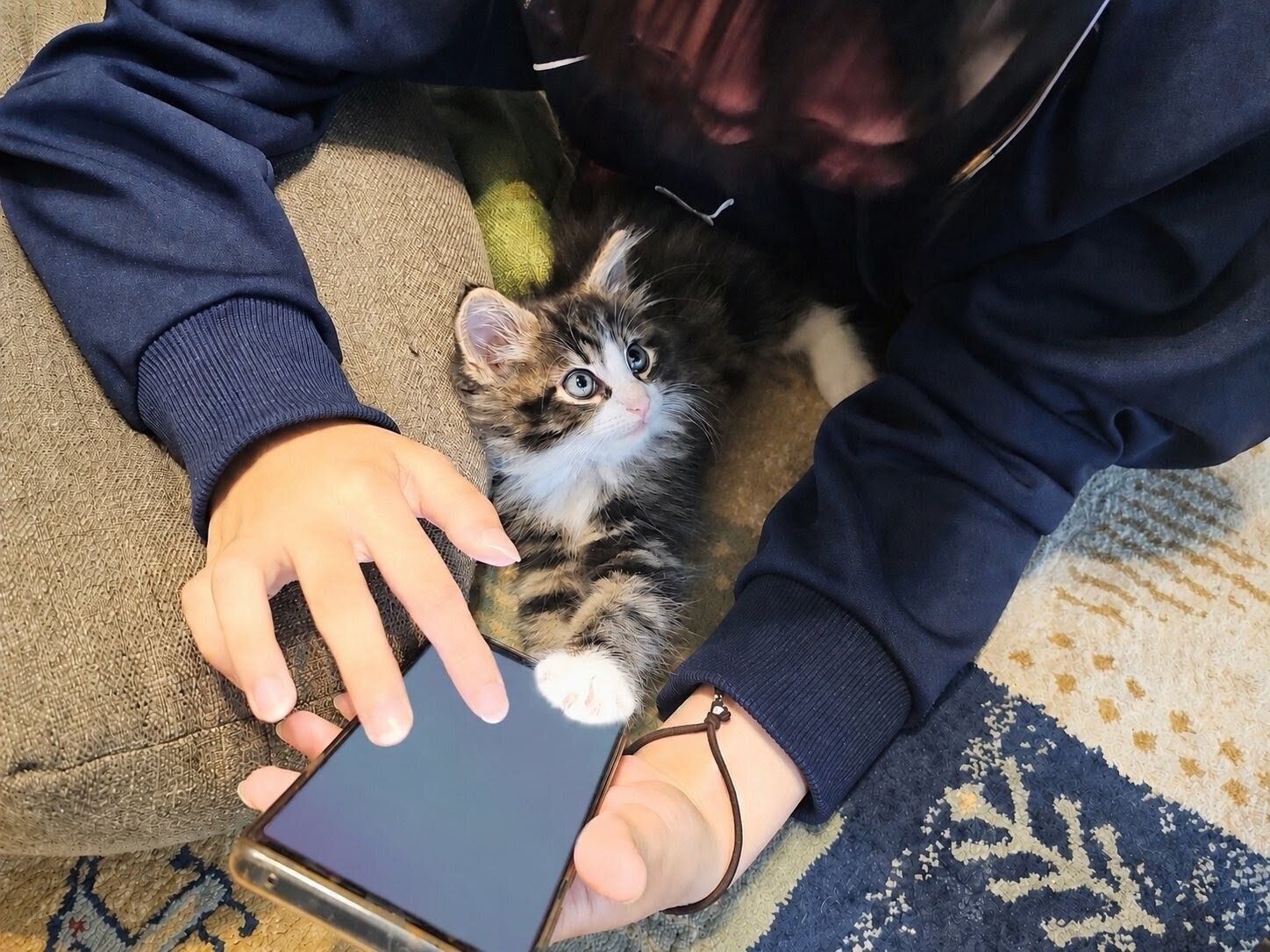 スマホに前足を乗せているノルウェージャンフォレストキャット