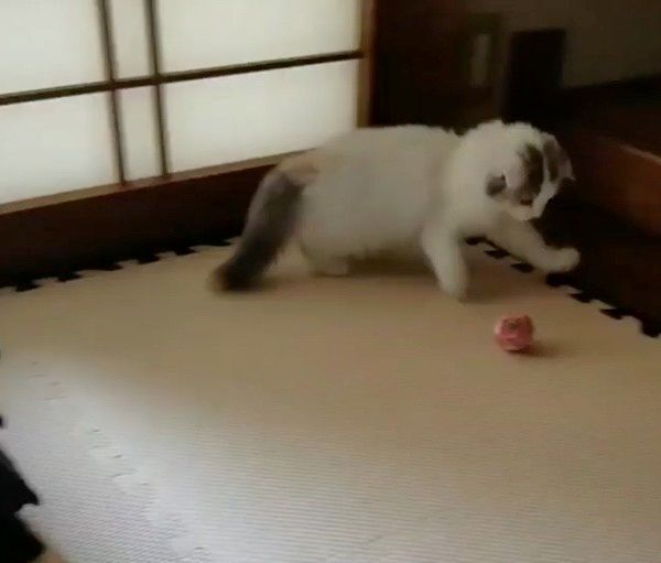 遊ぶスコティッシュフォールド