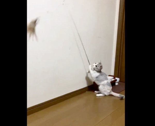 猫じゃらしで遊ぶふーちゃん