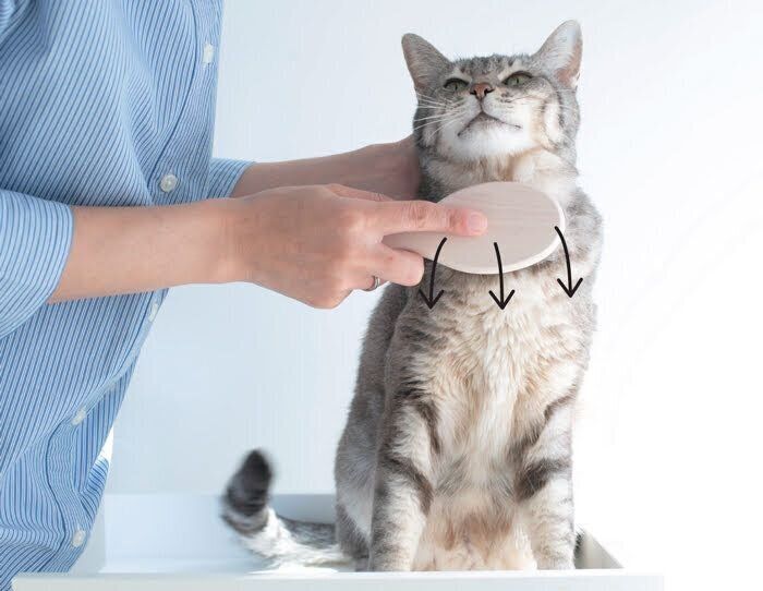 胸のブラッシング