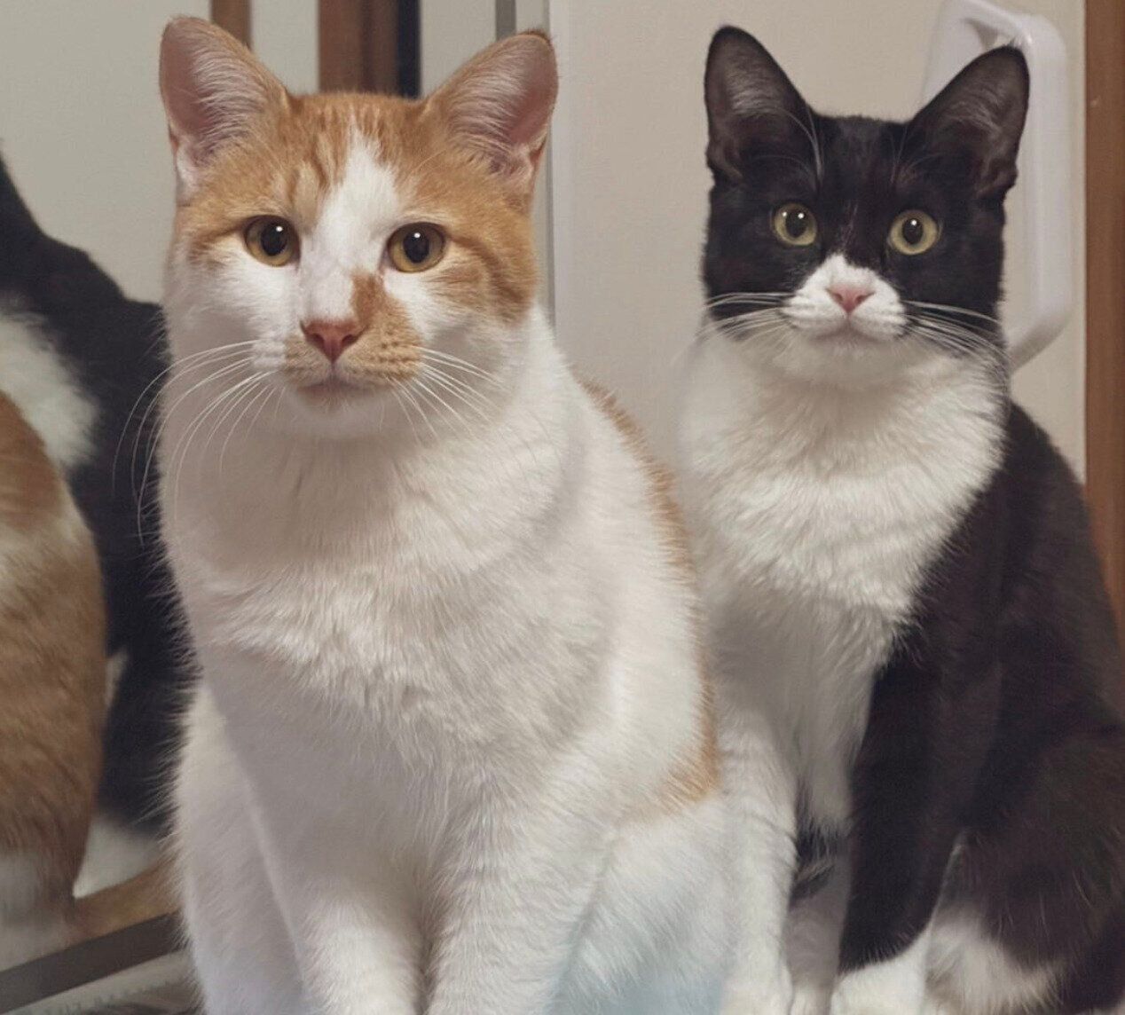 ぴったり寄り添うびびくん、ジジちゃん