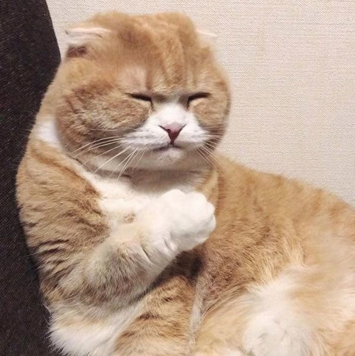 ぶちゃかわな表情のニャンコ あの芸能人 に似てる ねこのきもちweb Magazine ぶちゃかわな表情のニャンコ あの芸能人 に似てる ねこのきもちweb Magazine