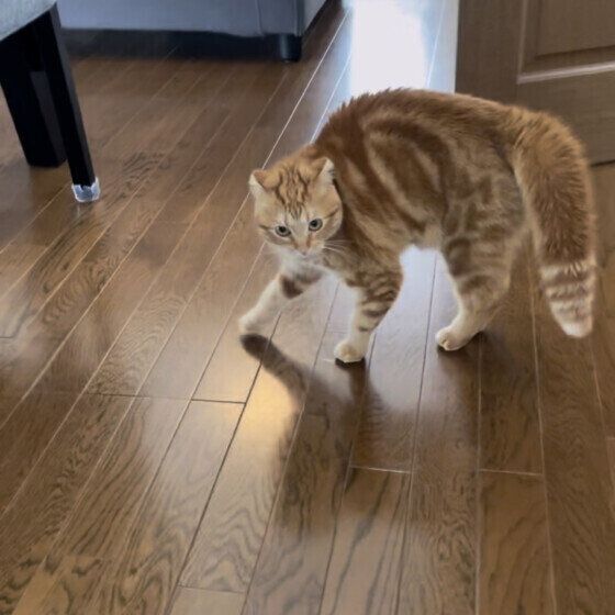 マンチカンの姫ちゃん