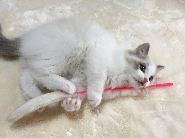 ラグドールのプルムくん