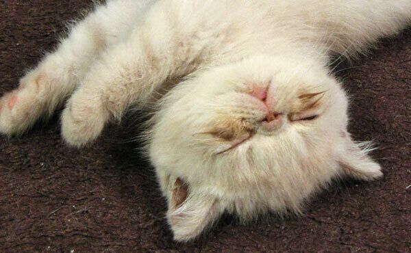 ピンク色の鼻のあずきちゃん