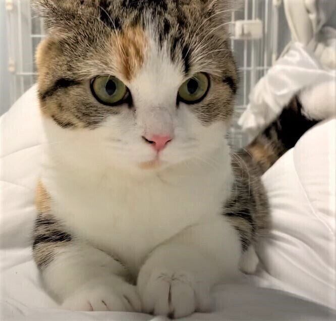 ミヌエットの子猫